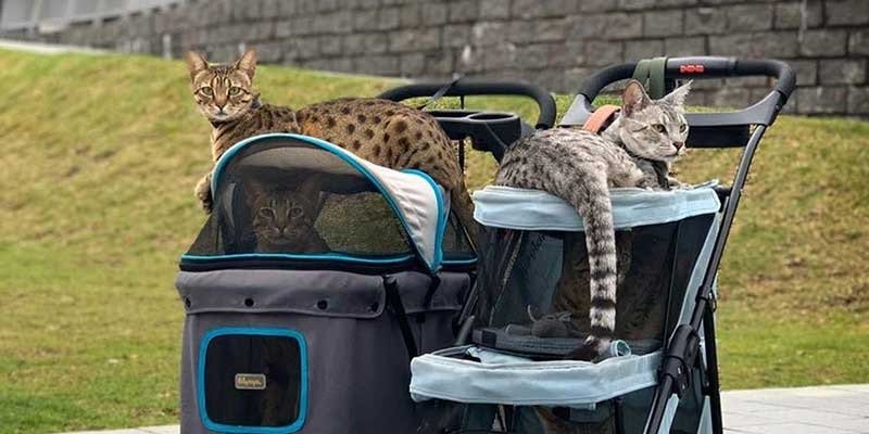 Purrfection on Wheels: Exploring the Extravagance of Luxury Cat Strollers